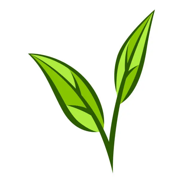 Vector illustration of Leaves of green tea. Illustration of traditional drink.