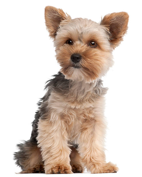 istock Yorkshire Terrier, seven months old, sitting, white background. 160144962