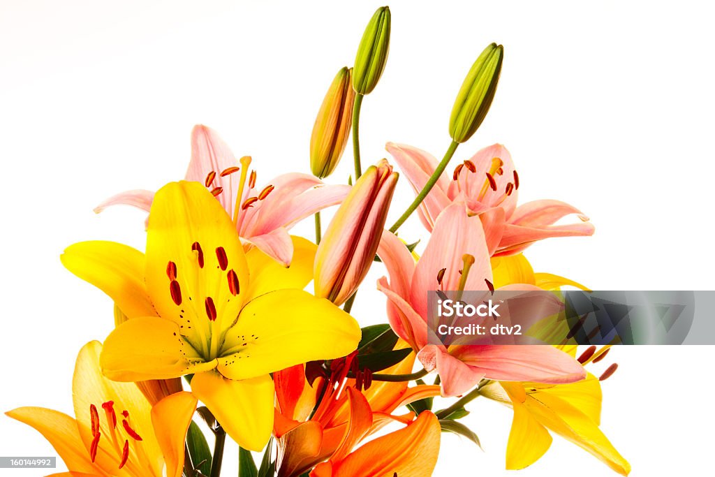 Hermoso ramo - Foto de stock de Amarillo - Color libre de derechos