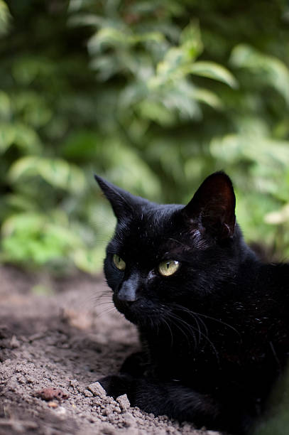 istock Black Cat - sitting in flower bed. 160145105