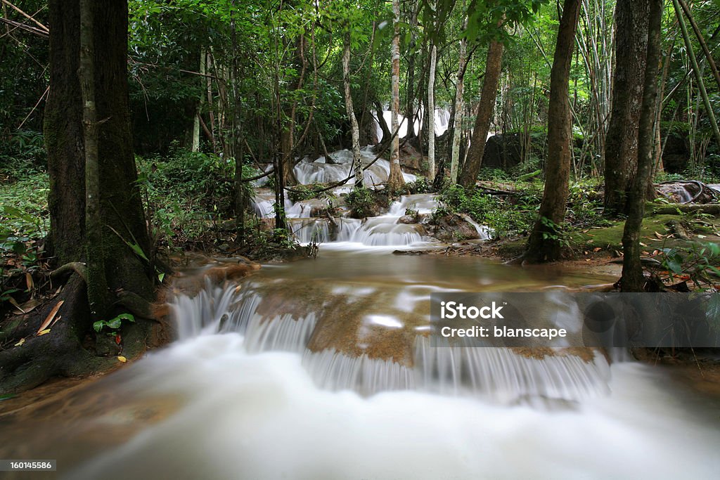 Chute d'eau dans le ruisseau de la forêt de Thaïlande - Photo de Arbre libre de droits