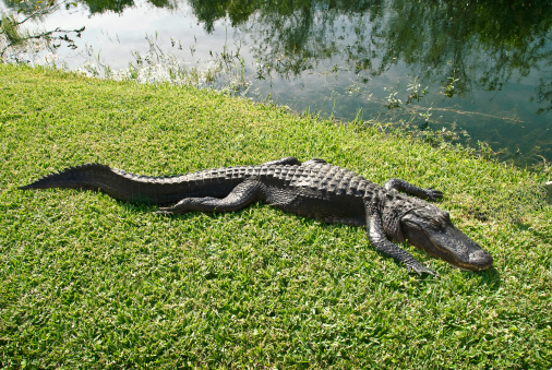 Dangerous and quick, a sleeping alligator.
