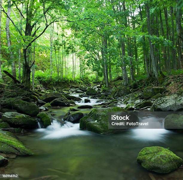 Tropischen River Stockfoto und mehr Bilder von Bach - Bach, Baum, Bewegungsunschärfe