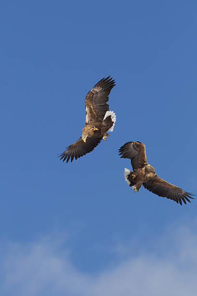 Eagles Fighting In Mid Air stock photo