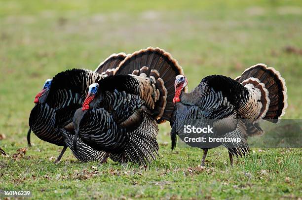 Trio Von Tom Truthahn Stockfoto und mehr Bilder von Wildtruthuhn - Wildtruthuhn, Fasanenartige, Fotografie