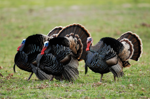 Trio Of Tom Turkeys Stock Photo - Download Image Now - Wild Turkey, Animal  Behavior, Animals Mating - iStock