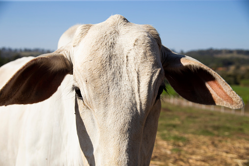Close up of  white cow's  head looking at camera