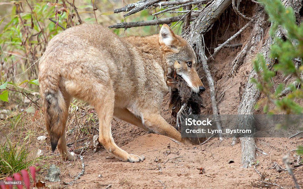 Coyote con fagiani - Foto stock royalty-free di Cacciare