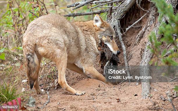 Coyote Con Fagiani - Fotografie stock e altre immagini di Cacciare - Cacciare, Coyote, Ambientazione esterna