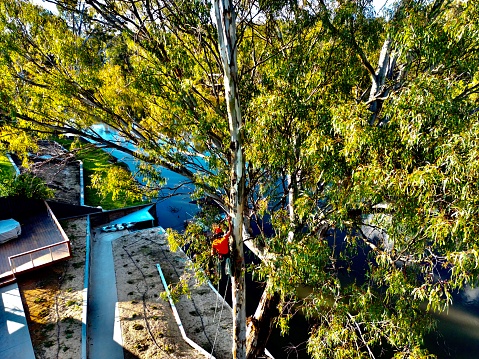 Tree climber arborist up a tree over a river