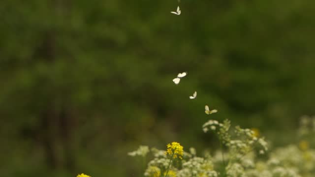 Dancing butterflies in early spring - slow motion