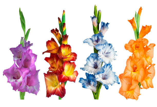 istock gladiolus flowers of different colors on a white background 1601495294