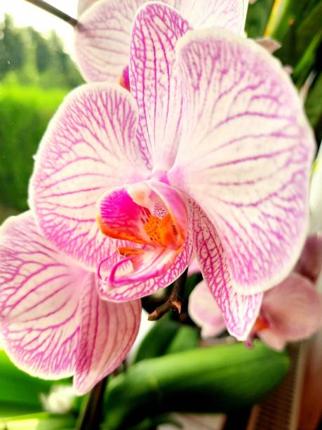 istock White pink orhids, flower head 1601503867