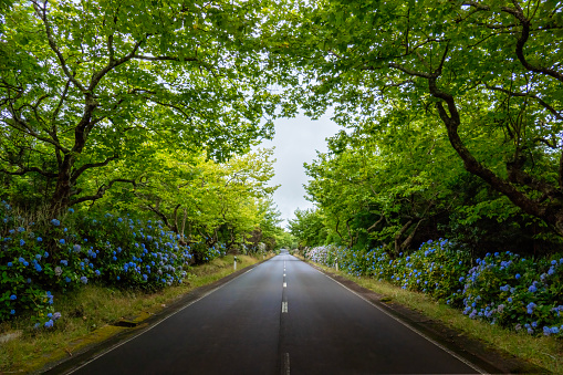 Road flanked by green trees and blue hydrangeas in the interior of Terceira island in the Azores