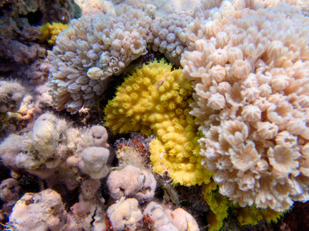 istock Yellow scroll coral - Turbinaria reniformis 1601520222
