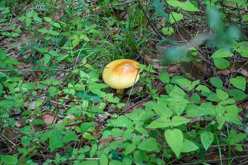 Edible mushroom in the middle of the forest.