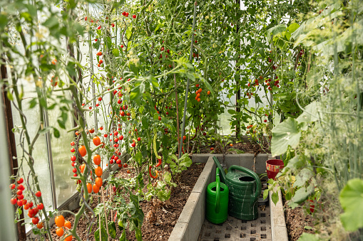Farmer Greenhouse with ripe cherry tomato plants and organic greens vegetable produce