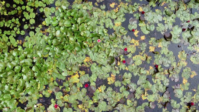 Top down lily pads ascending and spinning
