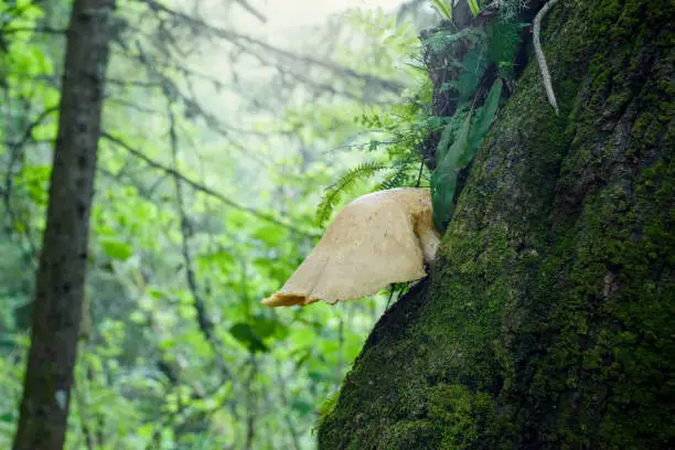 Large ear-shaped mushroom on the trunk of a tree covered with moss.