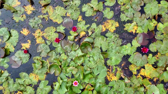 Top down view of lily pads descending