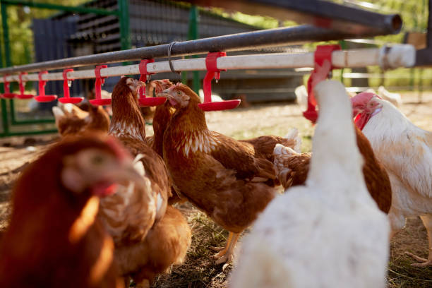 pollo bebiendo agua de un bebedor en chicken eco farm, granja de pollos de corral - campos avícolas fotografías e imágenes de stock