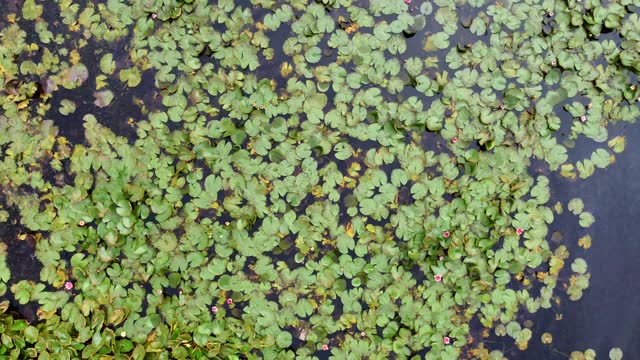 Top down aerial view of lily pads spinning fast