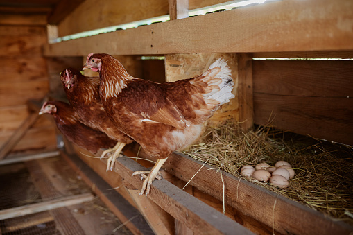 farmer collects eggs at eco poultry farm, free range chicken farm