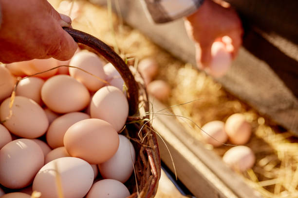 istock farmer collects eggs at eco poultry farm, free range chicken farm 1601545817