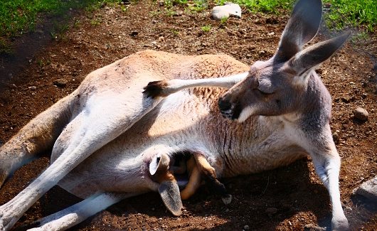 Kangourou et son bébé en gros plan