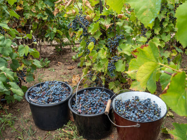 istock buckets with harvested grapes in the vineyard 1601558481