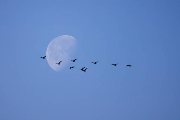 istock Flock of Geese flying past the daytime Moon 1601565905