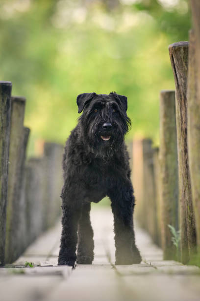 istock Bouvier des Flandres 1601582757