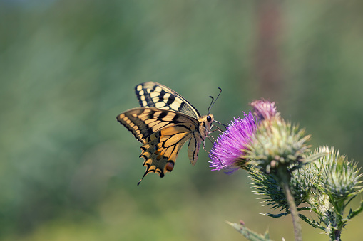 Close-up of a Macaone butterfly above a thistle.