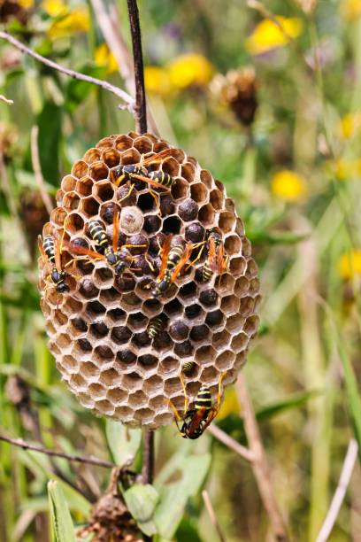 istock Close-up of an active beehive against a softly blurred background 1601606206