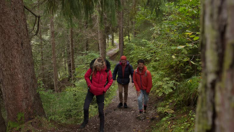 Strolling Through The Forest