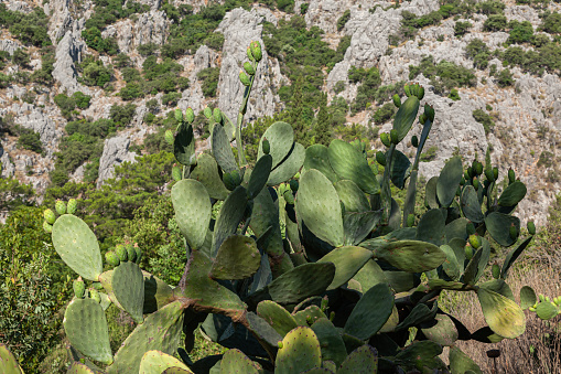 Cactus (opuntia ficus-indica) at summer