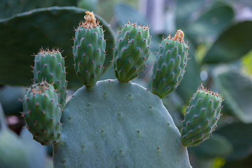 Cactus (opuntia ficus-indica) at summer