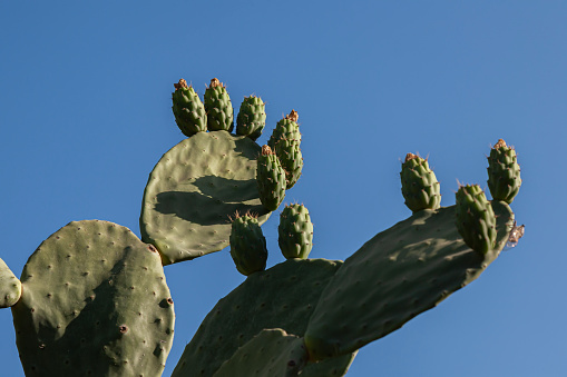 Cactus (opuntia ficus-indica) at summer