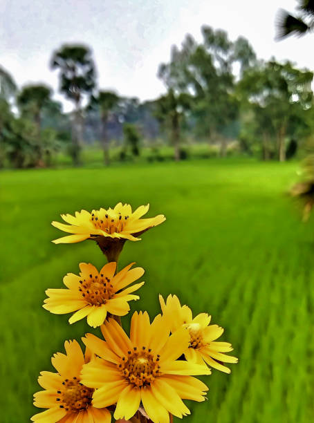 A group of yellow flowers in A field