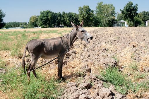 Ass, hack, serf farm animal in Uzbekistan