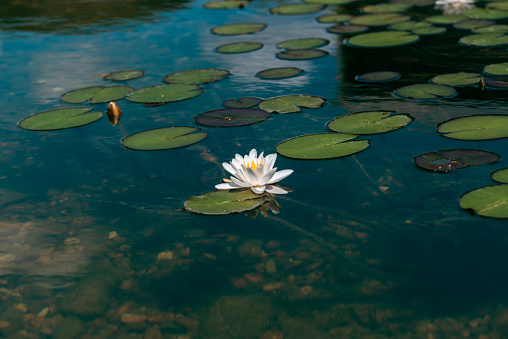 Beautiful lotus flower on the water in a park close-up.