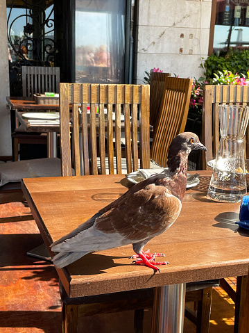 Stock photo showing dirty crockery and cutlery left on wooden tables outside a pavement cafe. A pigeon has landed on the table to scavenge any crumbs that have been left behind.