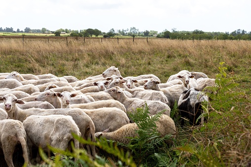 A closeup of  sheep grazing in a lush, green meadow on a sunny day