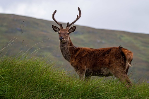 Young red deer in Scottish hilghlands