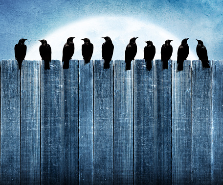 A row of black ravens rest on top of a weathered wooden fence as they are silhouetted against a large rising full moon.