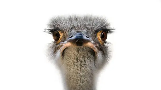 Photo of A Portrait of the Common Ostrich ( Struthio Camelus )