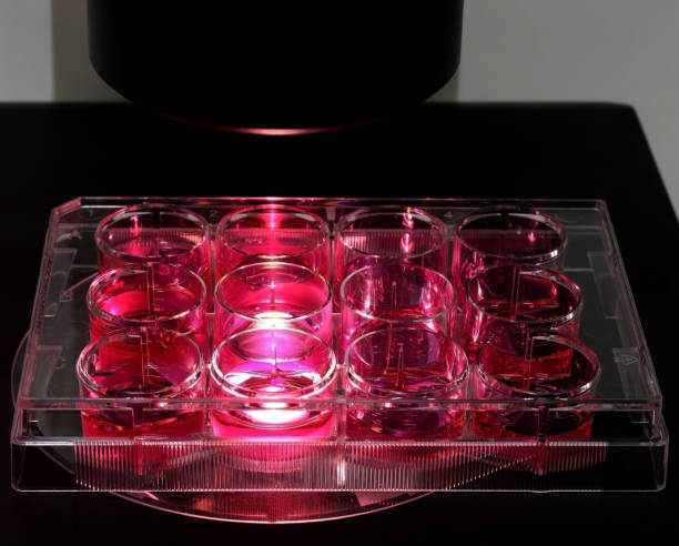 형광현미경으로 관찰한 세포 배양 접시 - test tube microplate cell biotechnology 뉴스 사진 이미지