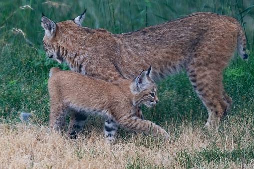 Lynx mother with her cute kitten in Swedish zoo walking around in natural environment. Eurasian lynx and her kitten.