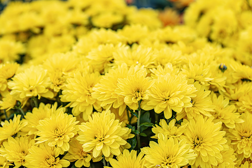 Fresh bright blooming yellow chrysanthemums flowers in autumn garden outside in sunny day. Flower background for greeting card, wallpaper, banner, header.