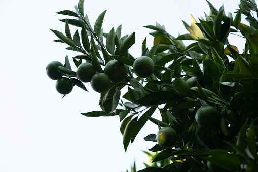 Young oranges on tree at orchard in Antalya, Turkey.